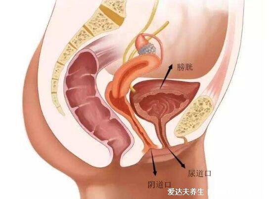 膀胱在哪個(gè)位置圖片，肚臍下方恥骨聯(lián)合的上方能摸到