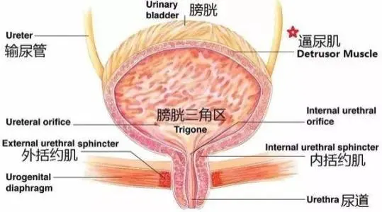 膀胱在哪個(gè)位置圖片，肚臍下方恥骨聯(lián)合的上方能摸到