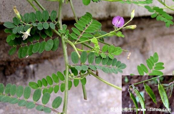 野生黃芪圖片大全高清圖片，越長越粗的黃芪品質(zhì)越好