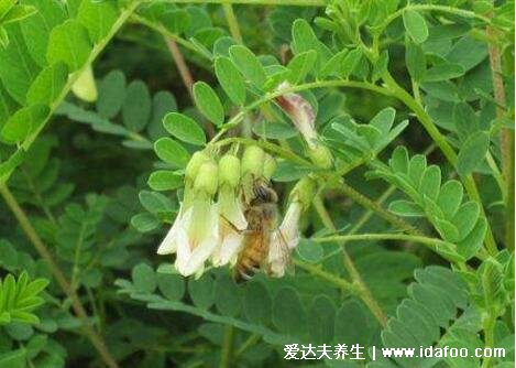 野生黃芪圖片大全高清圖片，越長越粗的黃芪品質(zhì)越好