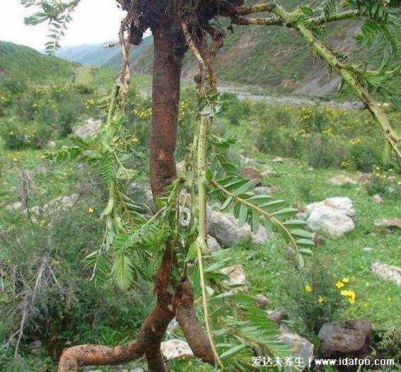 野生黃芪圖片大全高清圖片，越長越粗的黃芪品質(zhì)越好