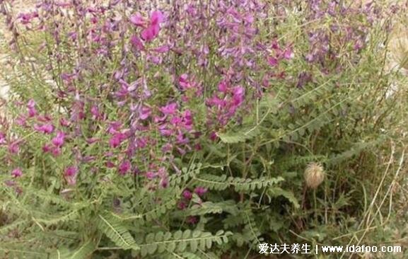 野生黃芪圖片大全高清圖片，越長越粗的黃芪品質(zhì)越好