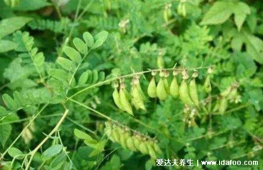 野生黃芪圖片大全高清圖片，越長越粗的黃芪品質(zhì)越好