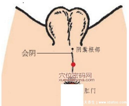 會(huì)陰穴的準(zhǔn)確位置圖和作用功效，每天按3分鐘益陰壯陽