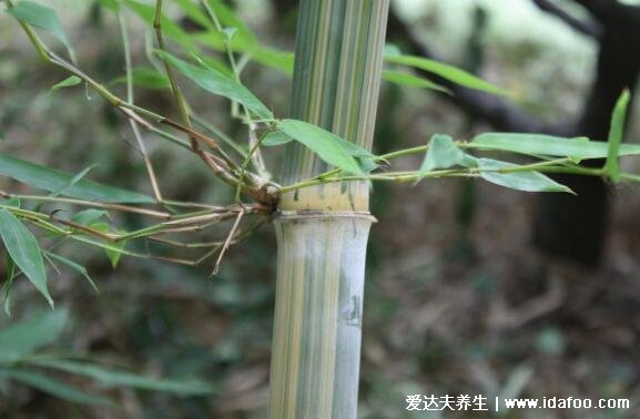 竹白霜的功效與用法，竹白霜加茶油搽臉保濕淡斑(還可養(yǎng)花)