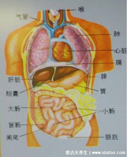 肺在哪個(gè)位置圖疼痛位置圖解，覆蓋在心臟上面左右各一個(gè)