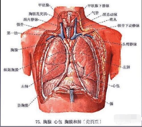 肺在哪個(gè)位置圖疼痛位置圖解，覆蓋在心臟上面左右各一個(gè)