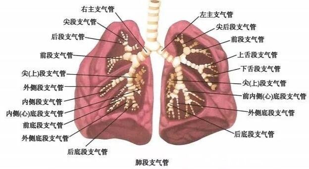 肺在哪個(gè)位置圖疼痛位置圖解，覆蓋在心臟上面左右各一個(gè)