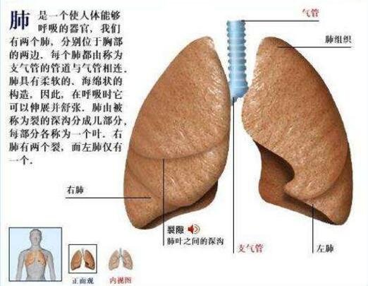 肺在哪個(gè)位置圖疼痛位置圖解，覆蓋在心臟上面左右各一個(gè)