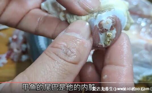 甲魚怎么殺正確方法視頻，8個(gè)步驟尾巴很臟要扣洗干凈