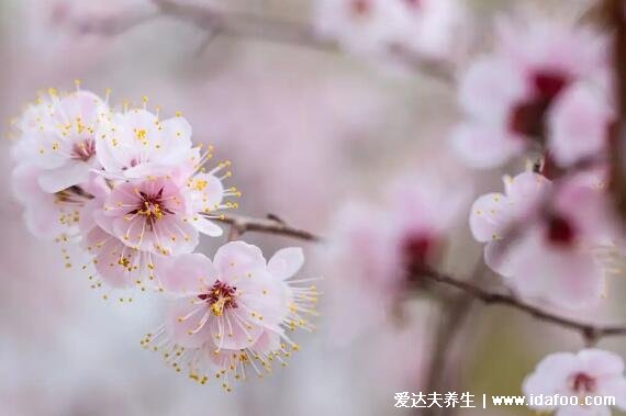 杏花是什么顏色圖片，含苞待放時(shí)為純紅色/花落變成純白色