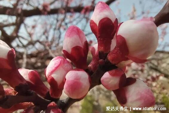 杏花是什么顏色圖片，含苞待放時(shí)為純紅色/花落變成純白色