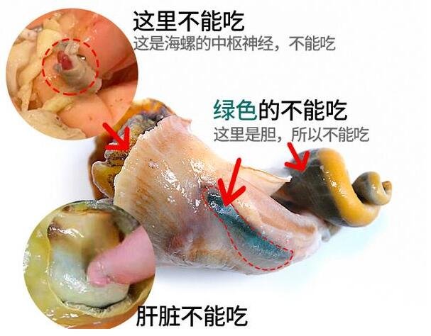 海螺怎么吃哪些部位不能吃分解圖，4個(gè)部位不能吃(冷水下鍋15分鐘)