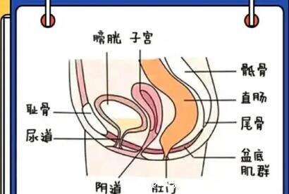 盆底肌修復(fù)的最佳方法，在家能做縮杠運(yùn)動(dòng)/凱格爾運(yùn)動(dòng)