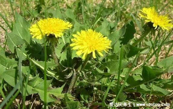 野生蒲公英圖片大全大圖，殺死癌細(xì)胞最狠的野菜可多吃