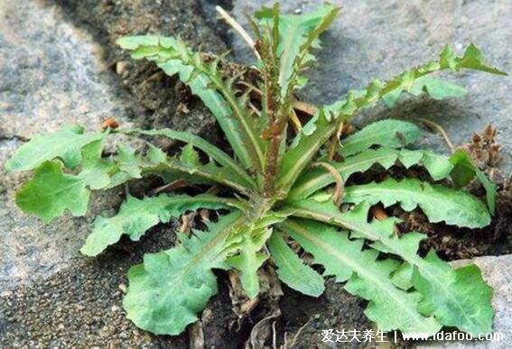 野生蒲公英圖片大全大圖，殺死癌細(xì)胞最狠的野菜可多吃