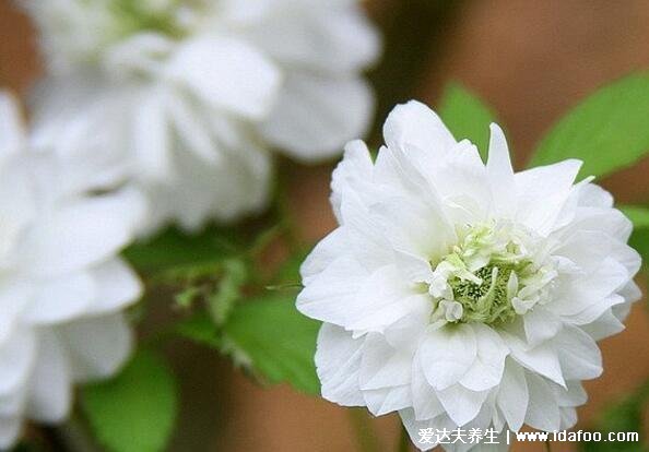 綠蘿為什么叫鬼花，生長在陰暗潮濕處易招鬼魂(封建迷信)