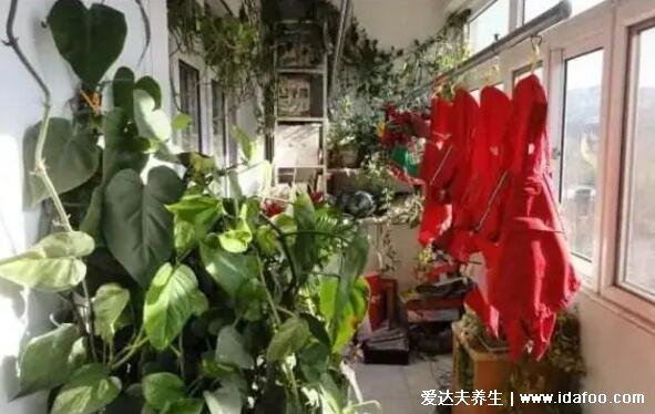 綠蘿為什么叫鬼花，生長在陰暗潮濕處易招鬼魂(封建迷信)