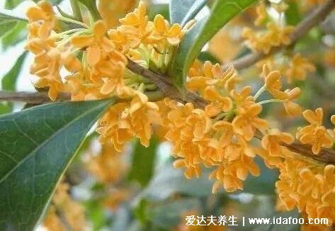 桂花樹(shù)的風(fēng)水禁忌，不能放門口會(huì)堵住財(cái)運(yùn)(4大禁忌)  