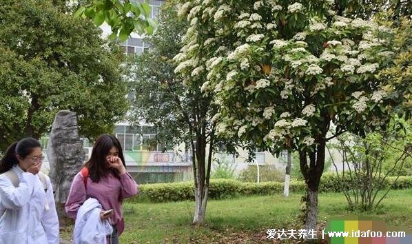 石楠花的味道是什么梗，為什么叫最污花(男性精液的味道)