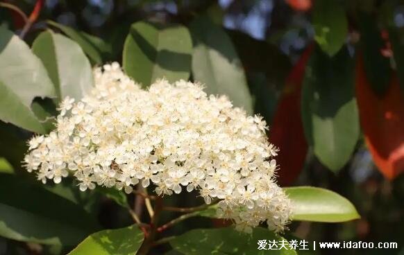 石楠花的味道是什么梗，為什么叫最污花(男性精液的味道)