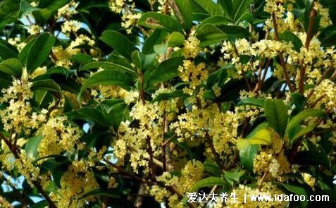 三種人堅(jiān)決不能吃桂花，孕婦喝桂花茶小心流產(chǎn)(泡水九大禁忌)