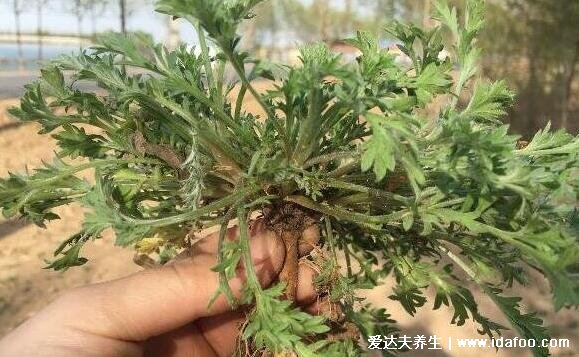 白蒿的功效與作用圖片，孕婦適量吃利尿消腫預(yù)防高血壓