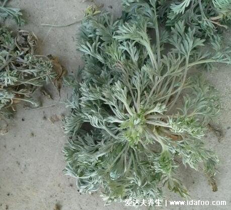 白蒿的功效與作用圖片，孕婦適量吃利尿消腫預(yù)防高血壓