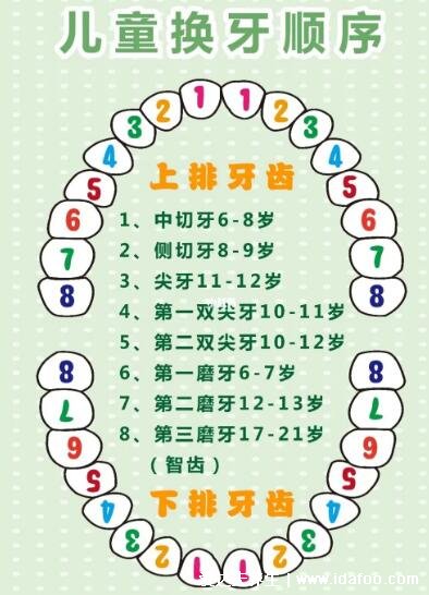 兒童換牙順序圖20顆，八歲兒童有幾顆牙(6歲開始恒牙替換乳牙)