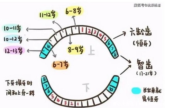 兒童換牙順序圖20顆，八歲兒童有幾顆牙(6歲開始恒牙替換乳牙)