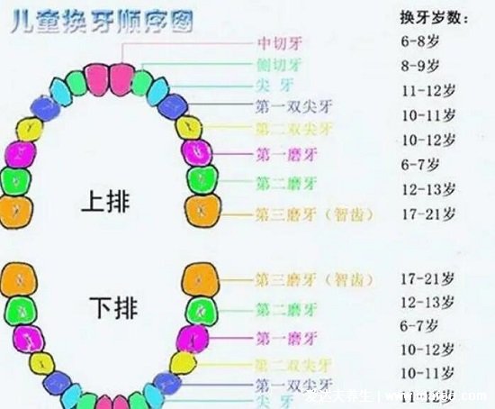 兒童換牙順序圖20顆，八歲兒童有幾顆牙(6歲開始恒牙替換乳牙)