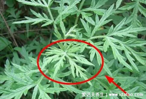 艾葉圖片大全識別方法，有種野艾草質量較次不推薦用