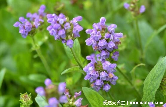 5種夏枯草的圖片，夏枯草的功效與作用及食用方法