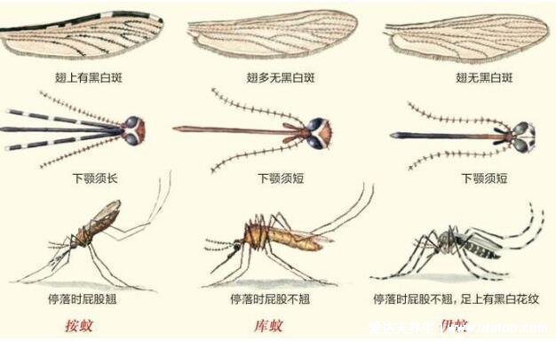 蚊子只吸人血嗎動物血吃嗎，母蚊最喜哺乳動物/公蚊吸植物汁液