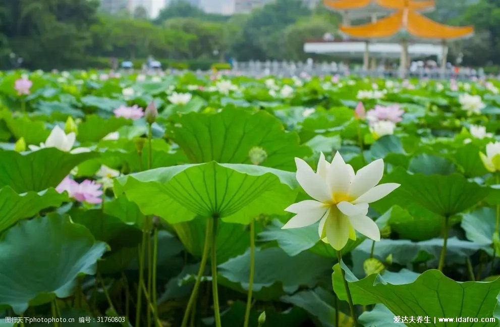 荷花的花、葉、籽和根都是養(yǎng)生保健良藥，他們的功效這里說(shuō)全了