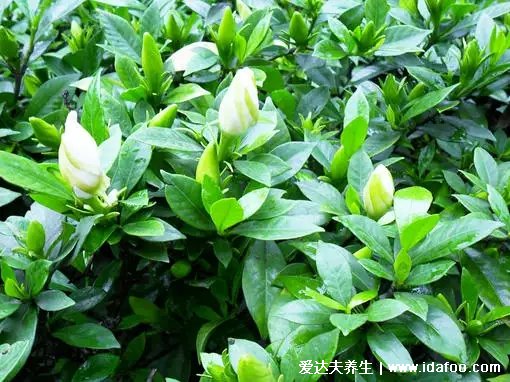 6月必吃梔子花，泡茶喝護(hù)肝、炒著吃養(yǎng)胃、做涼拌清暑熱！