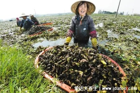 菱角、荸薺，男吃降火、女吃養(yǎng)胃、老人小孩吃消食解膩