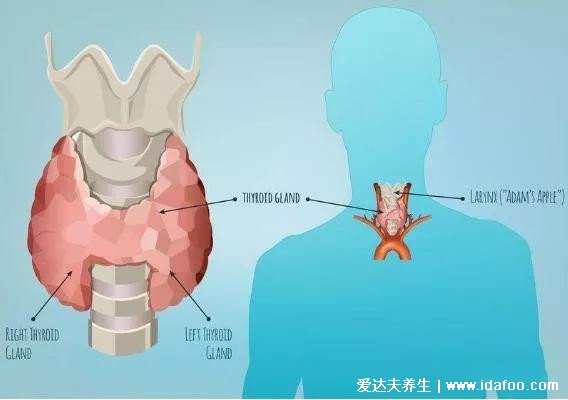 甲狀腺疾病患者飲食上要注意什么？