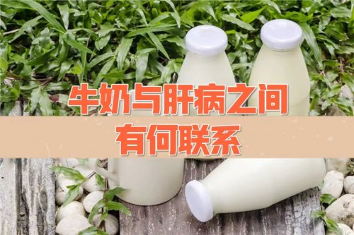 牛奶與肝病之間有何聯(lián)系怎么喝牛奶才正確